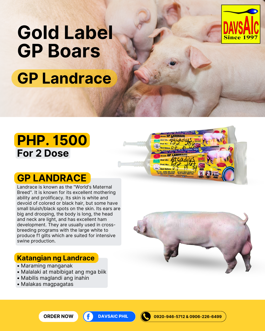 GP Boar Semen 2 Doses (GP Landrace, GP Largewhite)