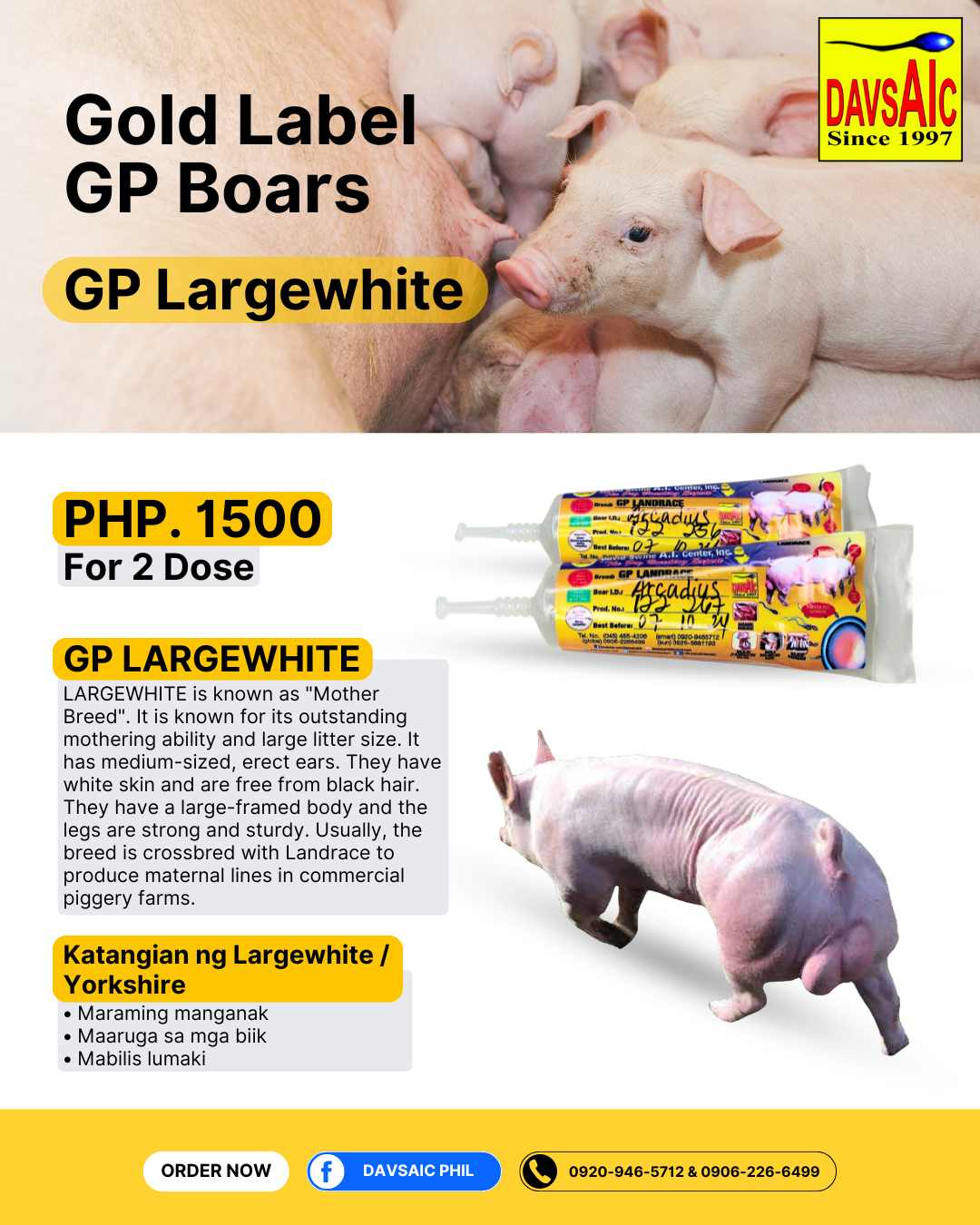 GP Boar Semen 2 Doses (GP Landrace, GP Largewhite)