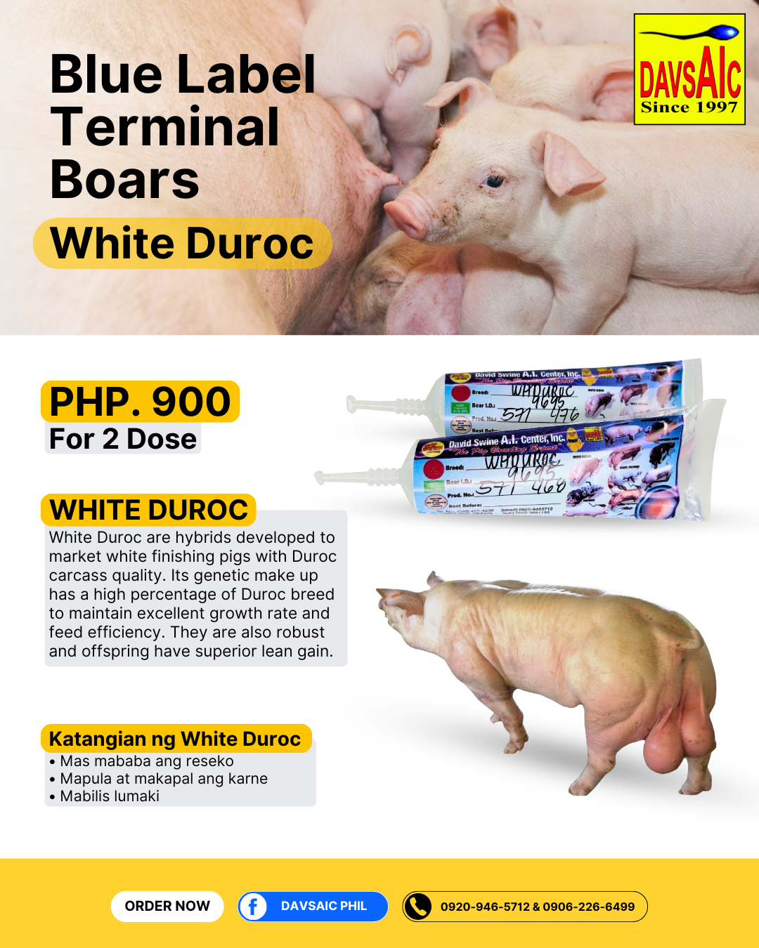 Boar Semen 2 Doses (White Duroc, Pietrain Duroc, Duroc Pietrain)