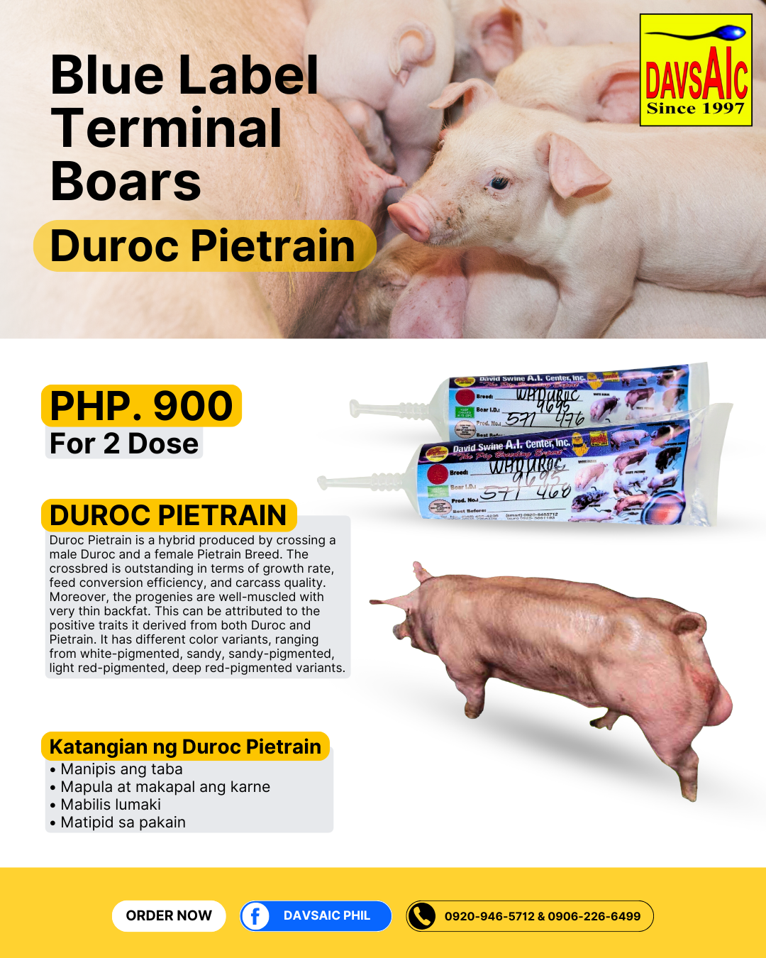 Boar Semen 2 Doses (White Duroc, Pietrain Duroc, Duroc Pietrain)