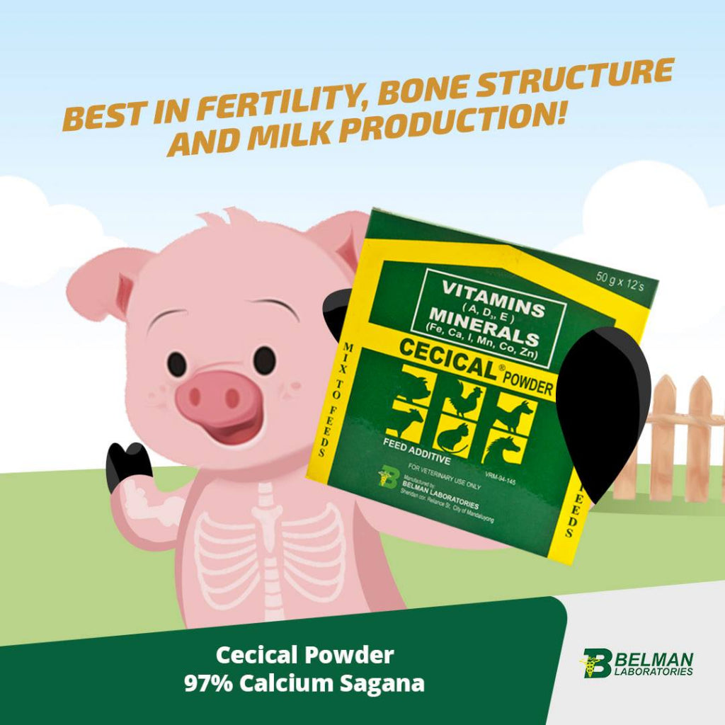 1 kg Cecical + 1 kg V22 powder cecical powder 200g belman products cecical 1kg cecical and v22