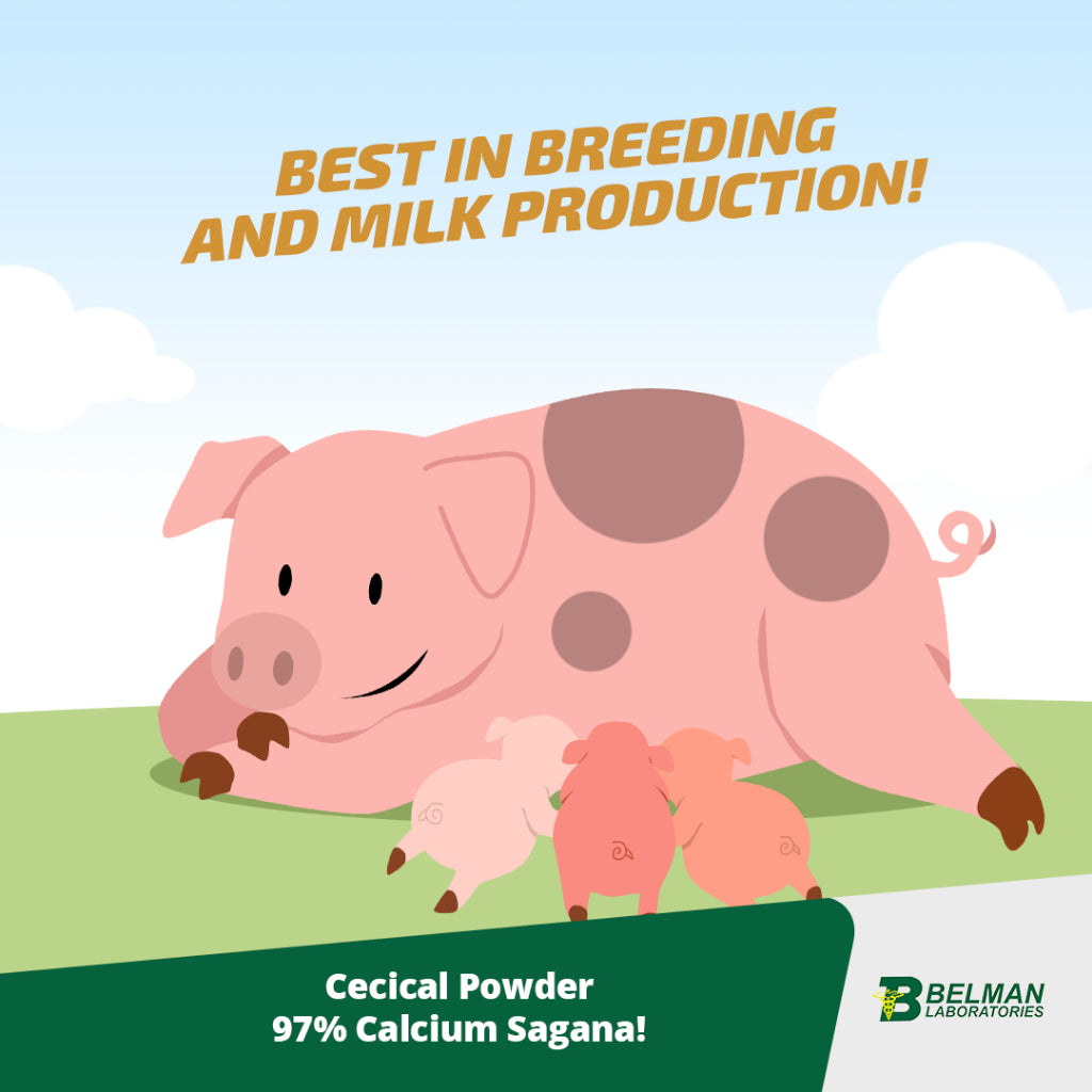 1 kg Cecical + 1 kg V22 powder cecical powder 200g belman products cecical 1kg cecical and v22