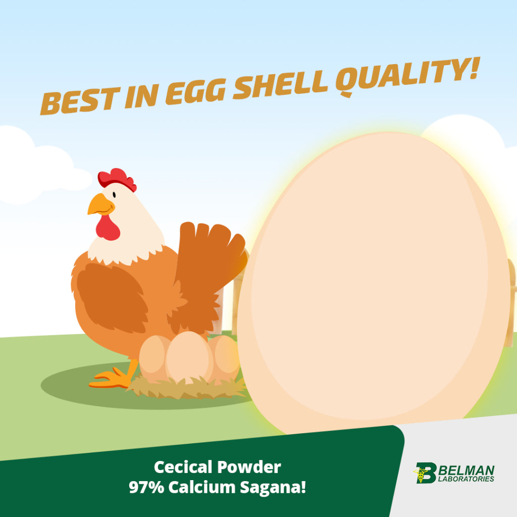 1 kg Cecical + 1 kg V22 powder cecical powder 200g belman products cecical 1kg cecical and v22