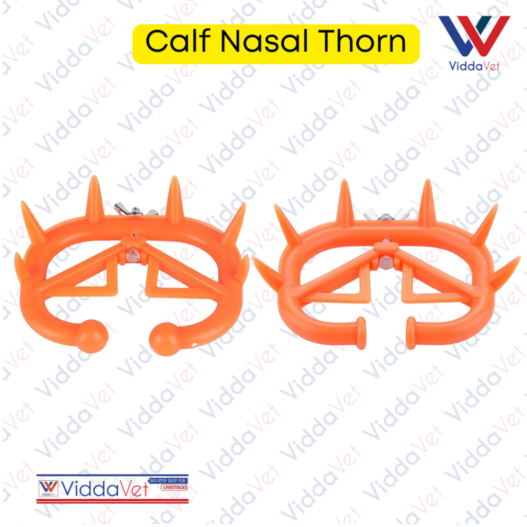 Calf Nasal Thorn