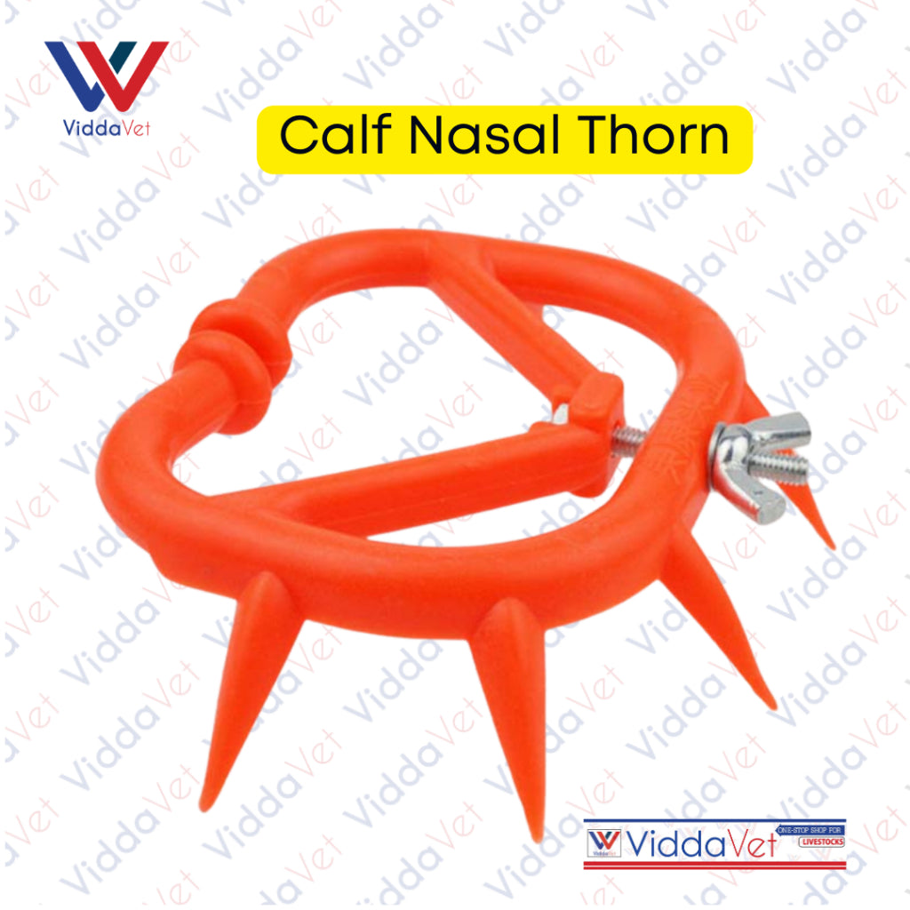 Calf Nasal Thorn