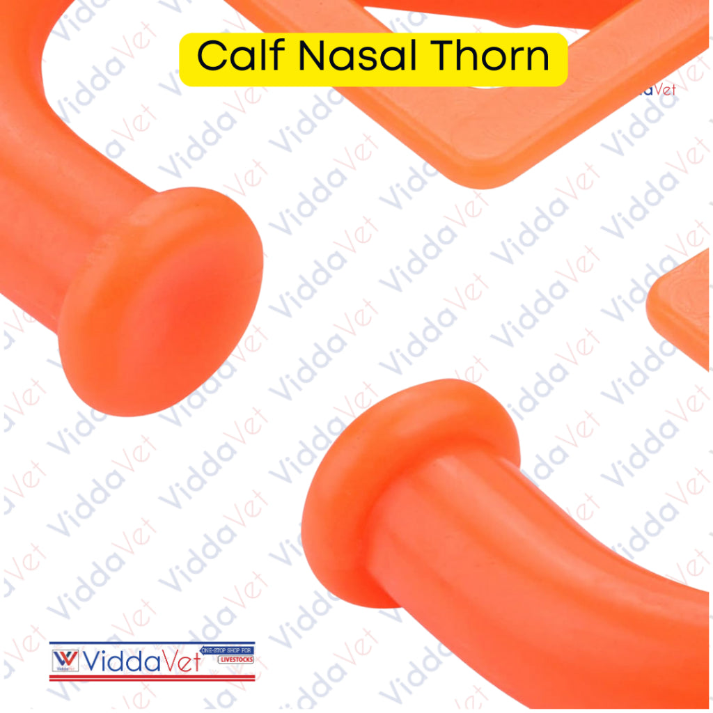 Calf Nasal Thorn