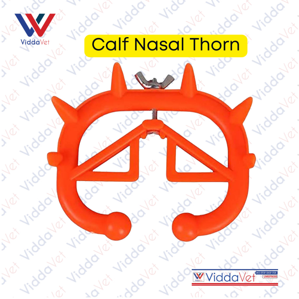 Calf Nasal Thorn