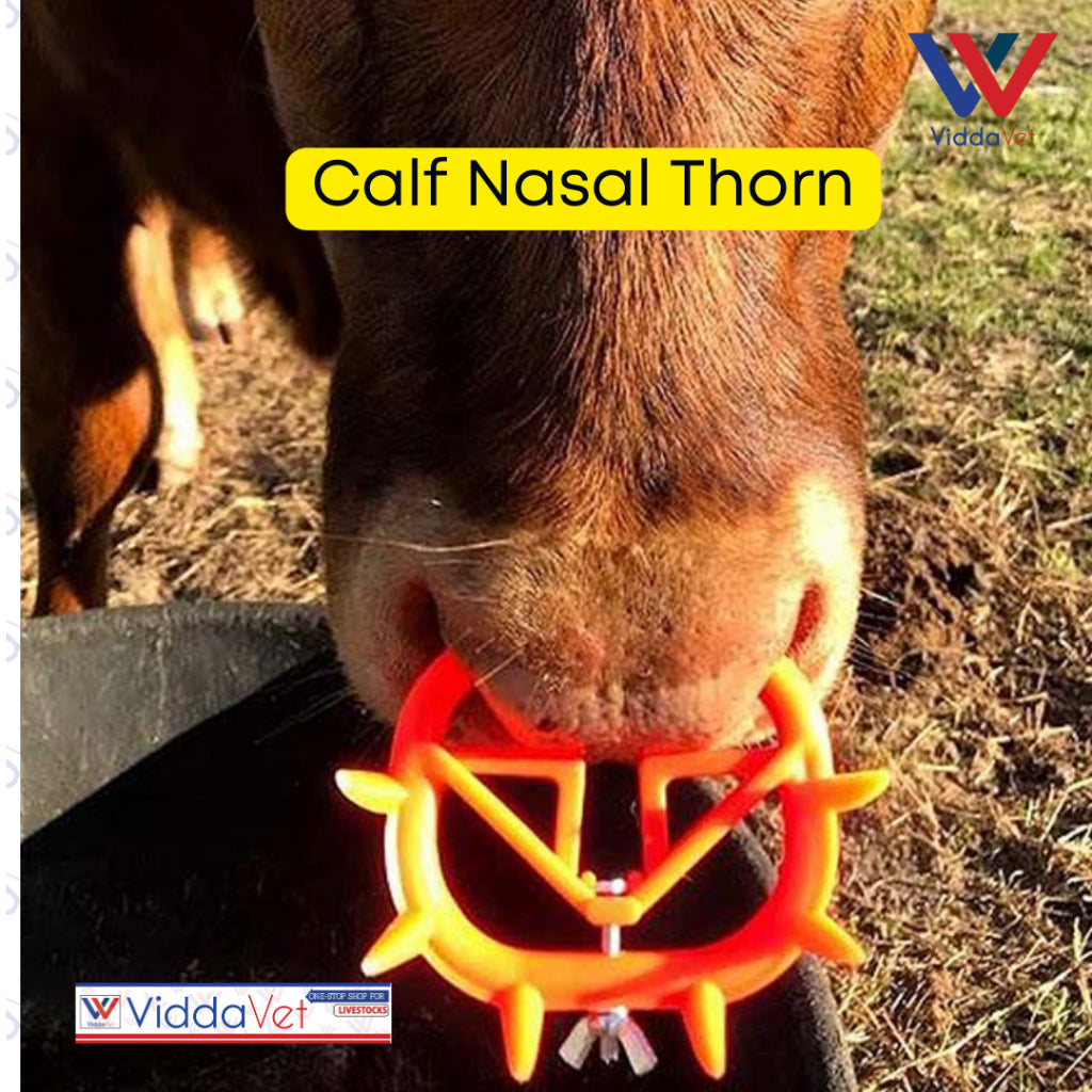 Calf Nasal Thorn