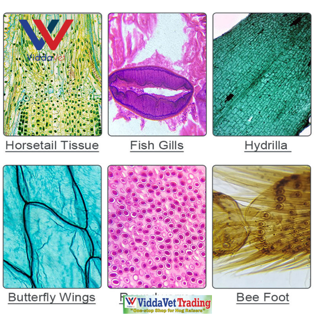 Microscope for Laboratory