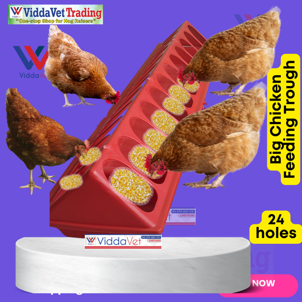 Big Chicken Feeding Trough