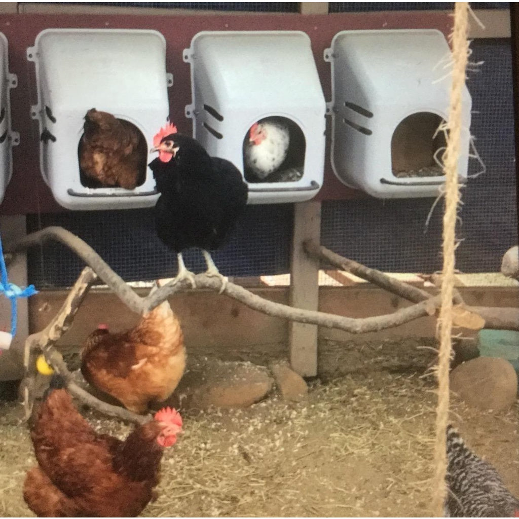 Chicken Nesting Box