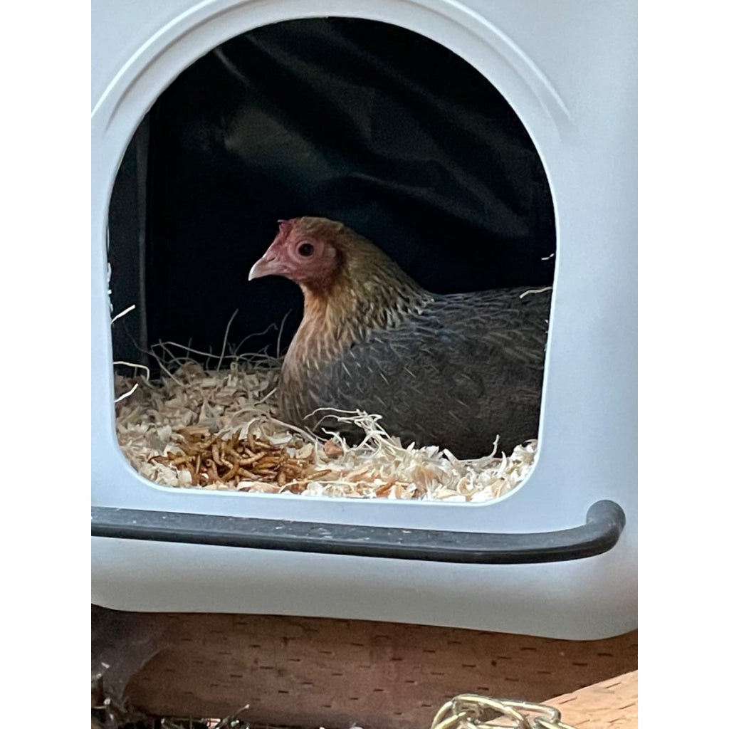 Chicken Nesting Box