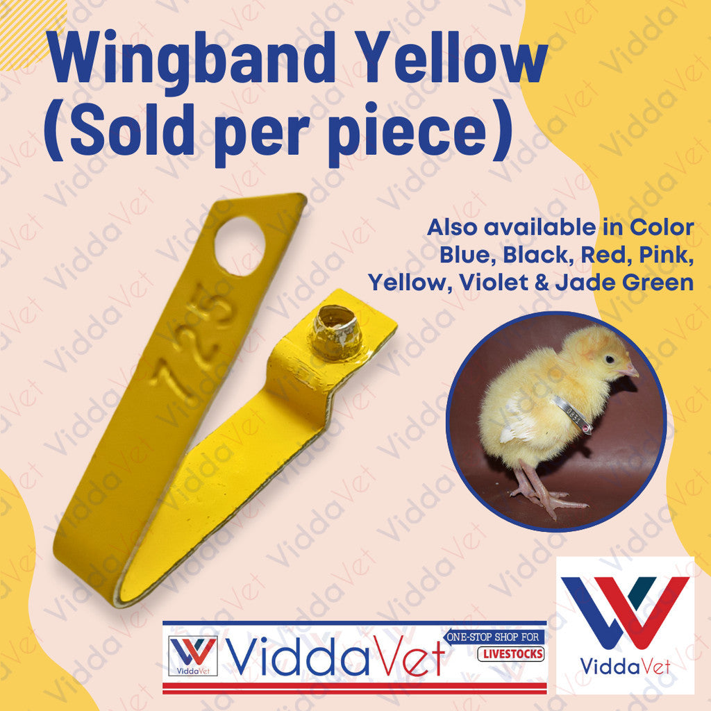 Wingband Yellow 1pc