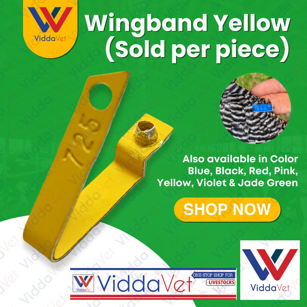 Wingband Yellow 1pc