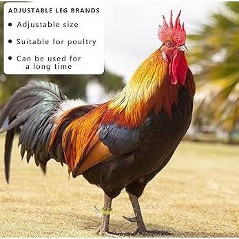 Metal Leg Band (5pcs / 10pcs)