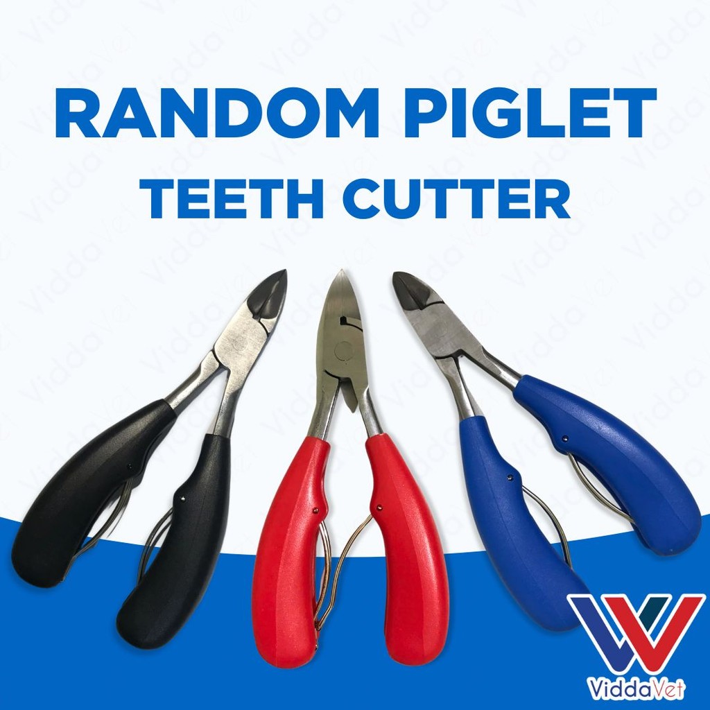 Piglet Teeth Cutter (Random)