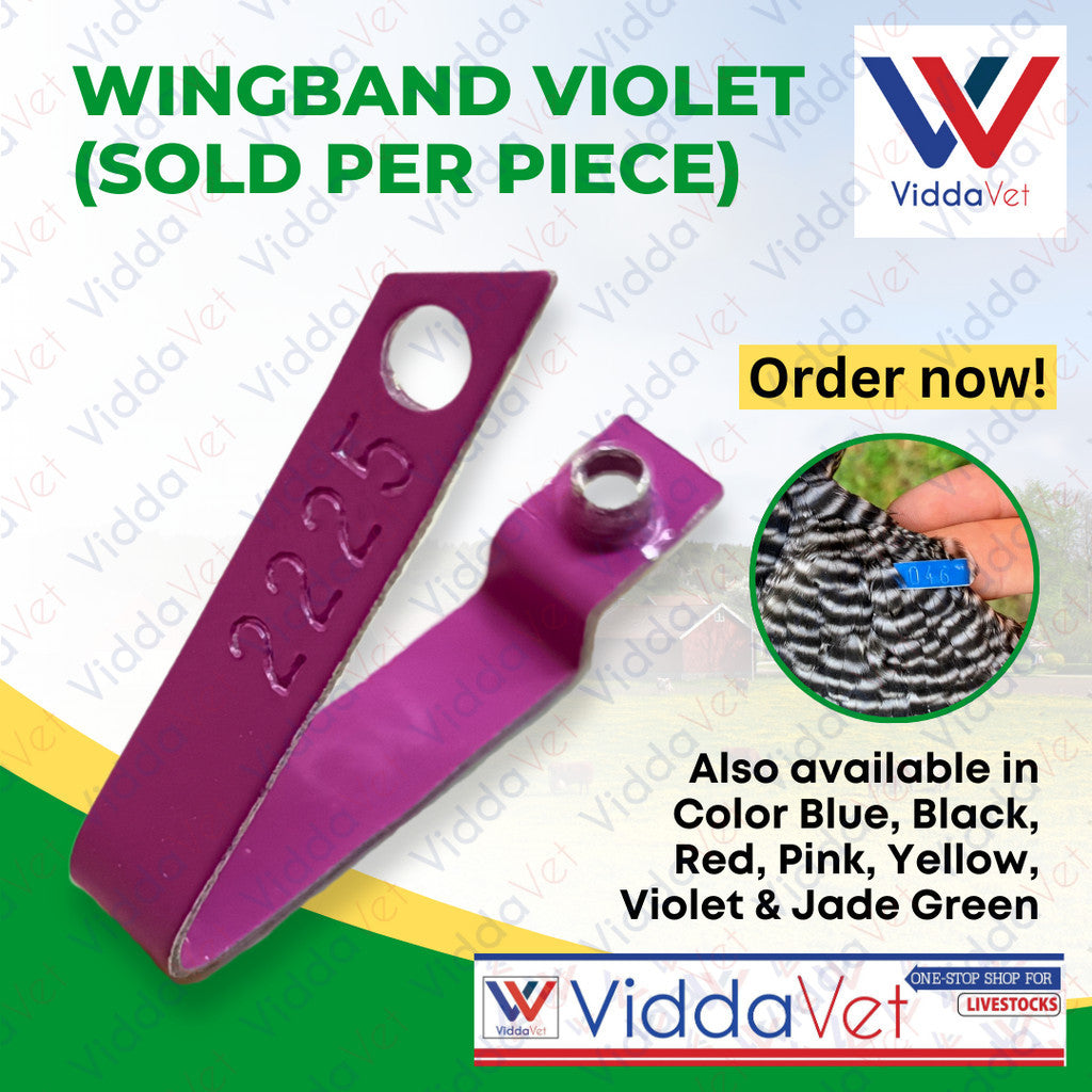 Wingband Violet Color