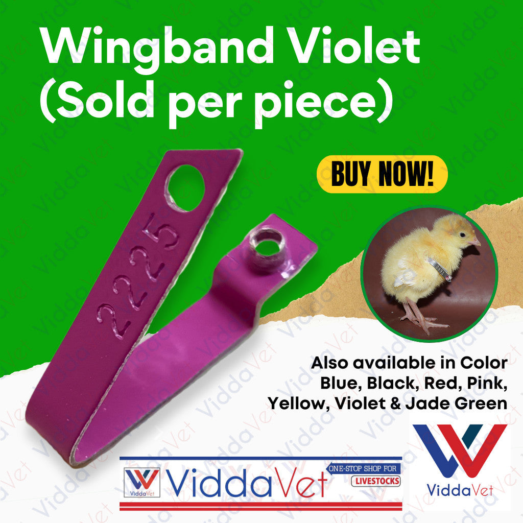 Wingband Violet Color