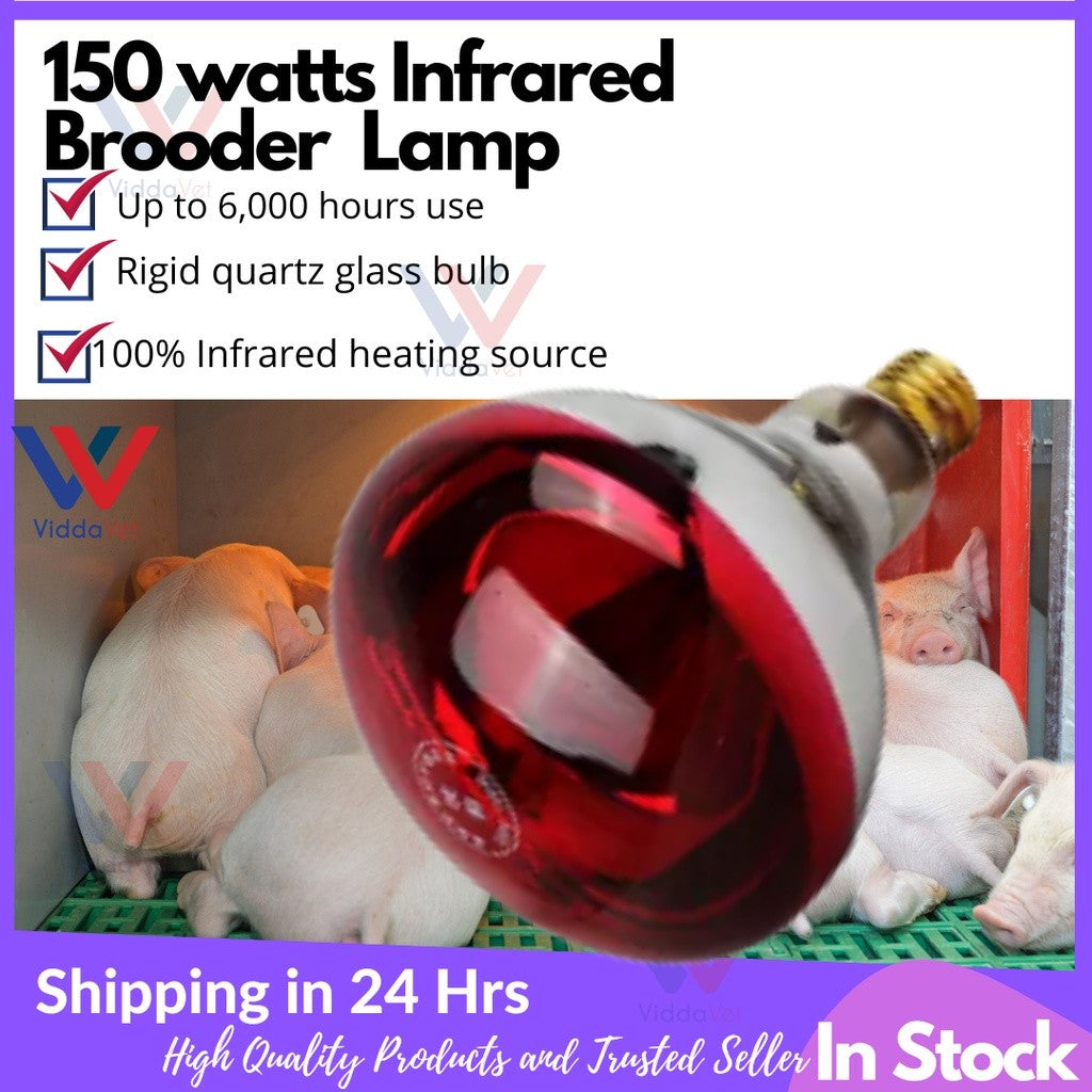 Golden Big Hood and Wiring Heat Lamp 150w and 100w