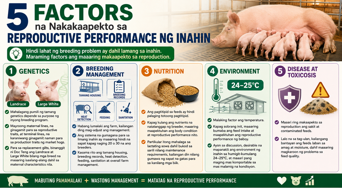 5 Factors na Nakakaapekto sa Reproductive Performance ng Inahin
