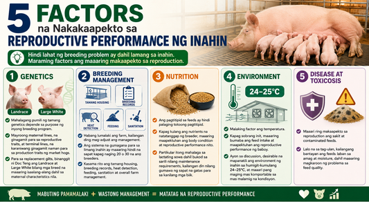 5 Factors na Nakakaapekto sa Reproductive Performance ng Inahin