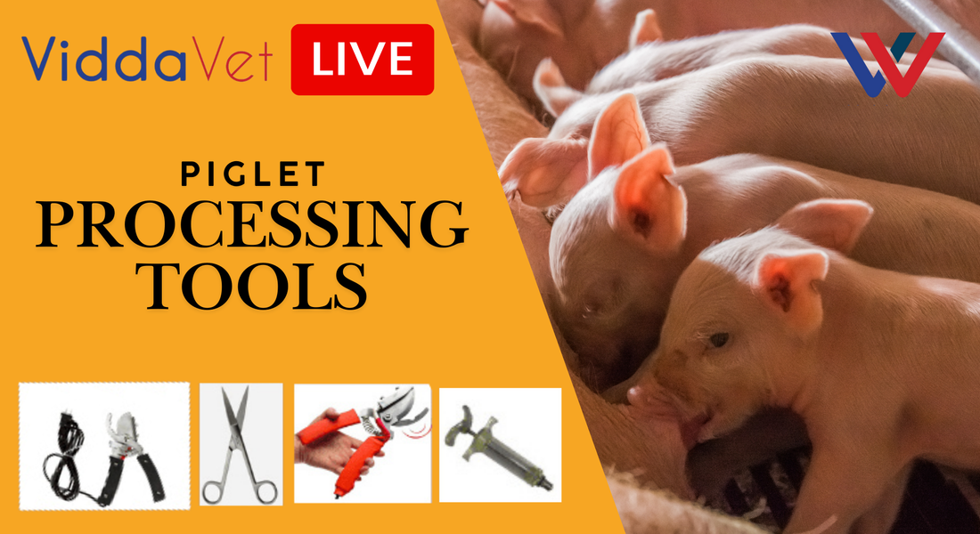 Care of Baby Pigs | Ep. 1 Viddavet Live