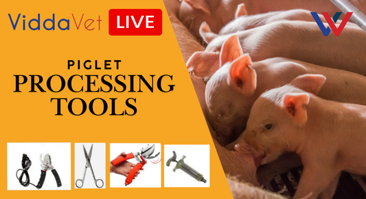 Care of Baby Pigs | Ep. 1 Viddavet Live