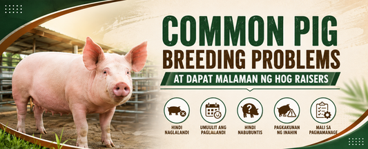 Pig Breeding Problems at Dapat Malaman ng Hog Raisers