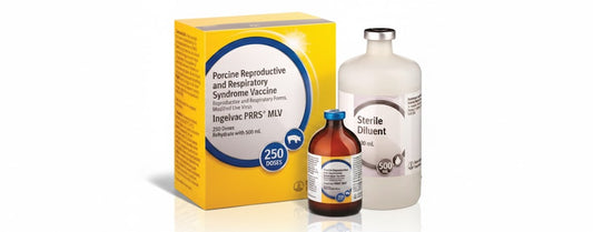 INGELVAC PRRS MLV BOEHRINGER - 20 ML/10 DOSE
