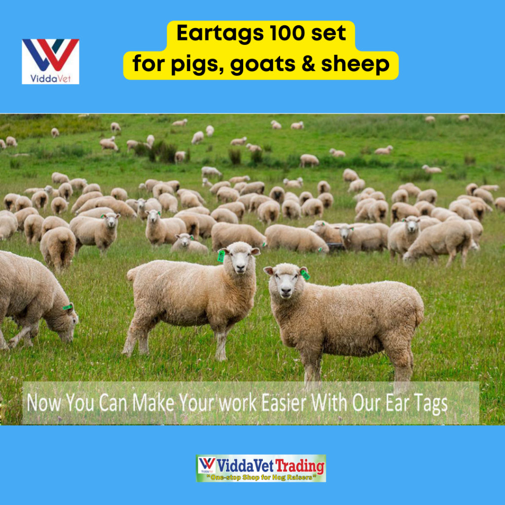 100 pcs Ear Tag Square Small with Number (Yellow/Blue/Green/Orange)