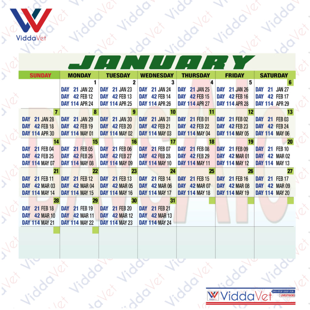 Pig Breeding Calendar 2025