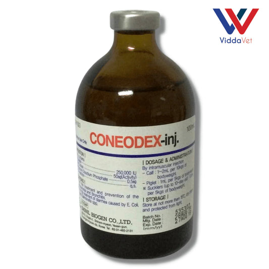 Coneodex (Korea)