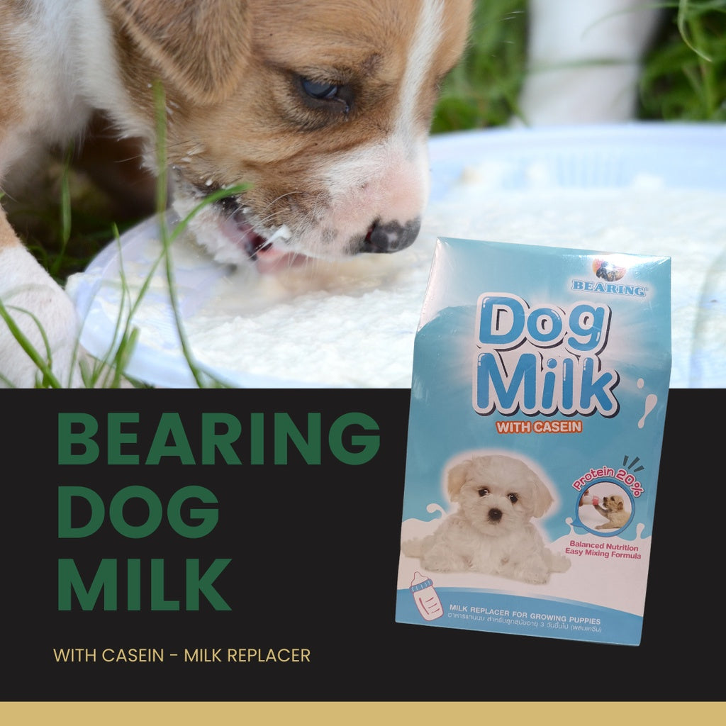 Bearing Dog Milk 300g