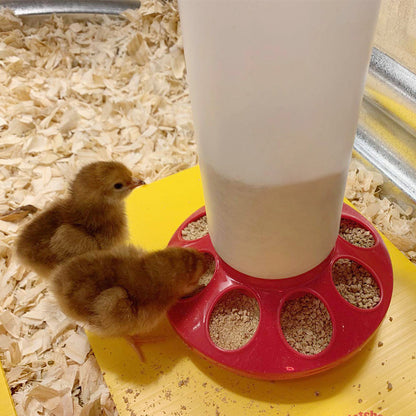 Chicken Feeder and Drinker