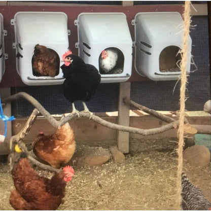 Chicken Nesting Box