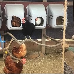 Chicken Nesting Box