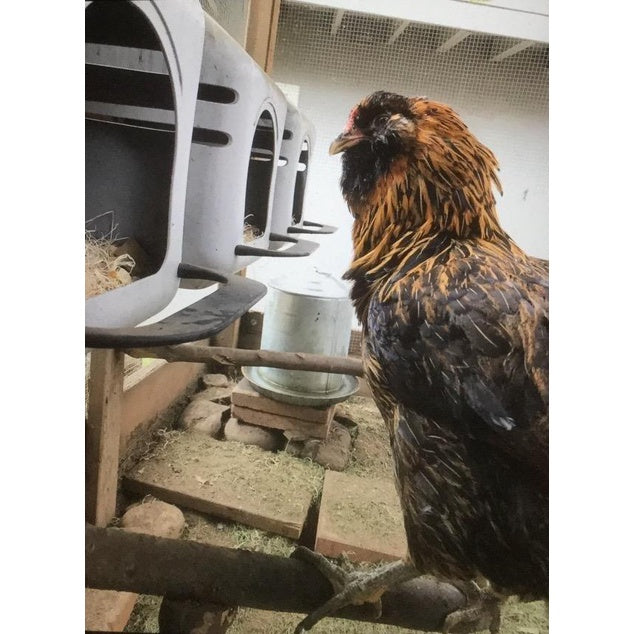 Chicken Nesting Box