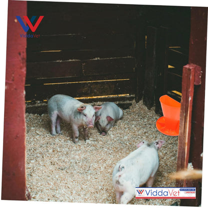 Wall Mounted Plastic Piglet Feeder