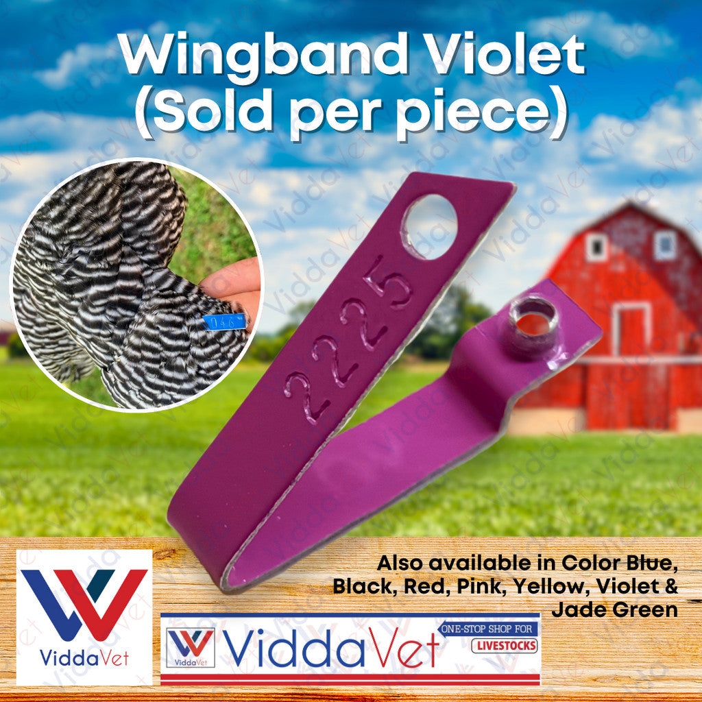Wingband Violet Color