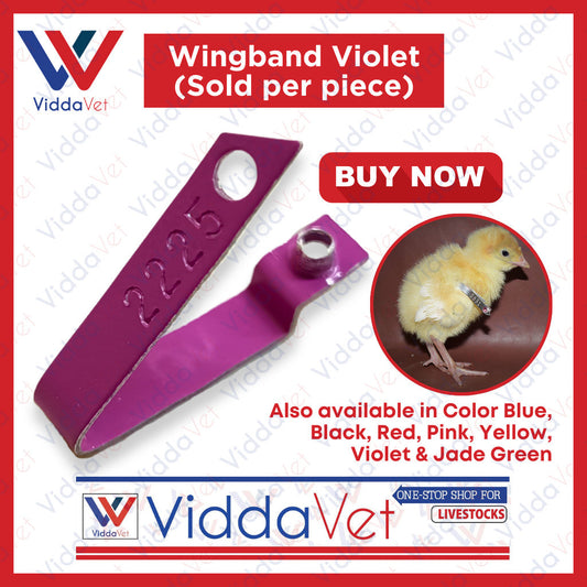Wingband Violet Color