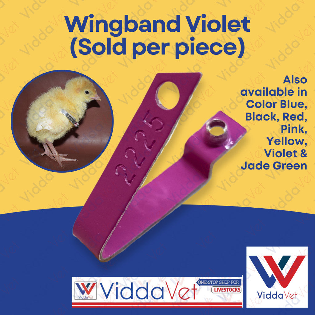 Wingband Violet Color