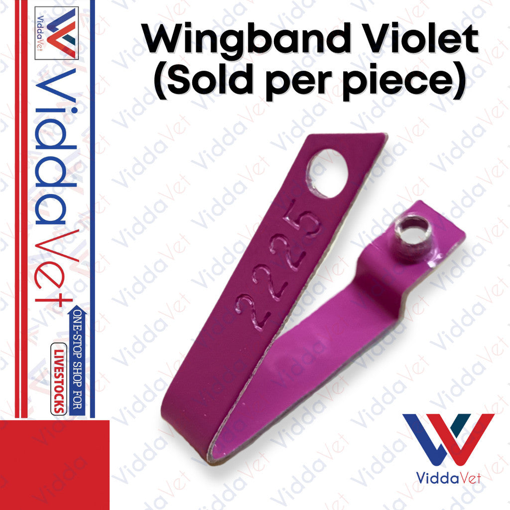 Wingband Violet Color