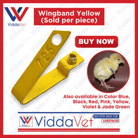 Wingband Yellow 1pc