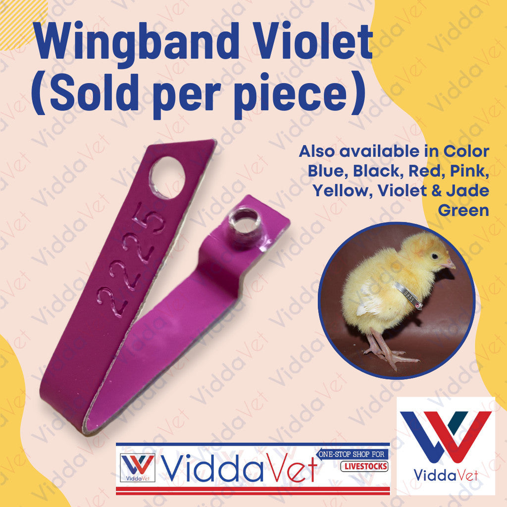 Wingband Violet Color