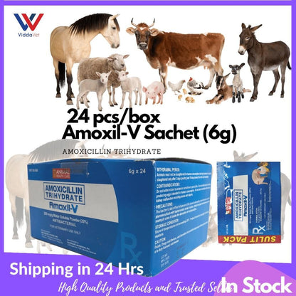 Amoxil-V 6Grams