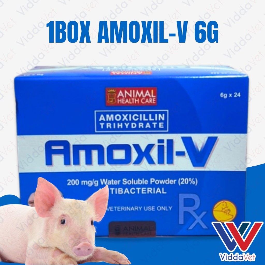 Amoxil V 6g 24pcs (1 Box)