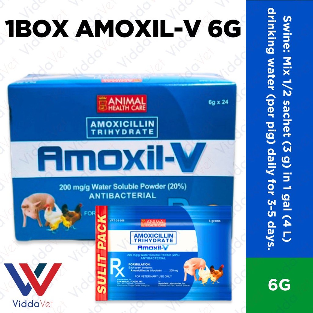 Amoxil V 6g 24pcs (1 Box)