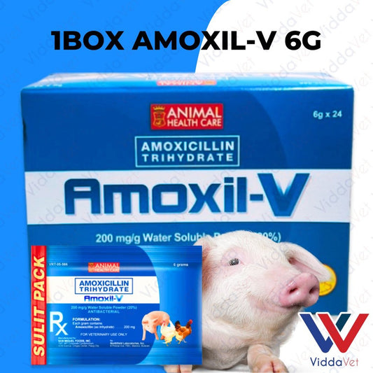 Amoxil V 6g 24pcs (1 Box)