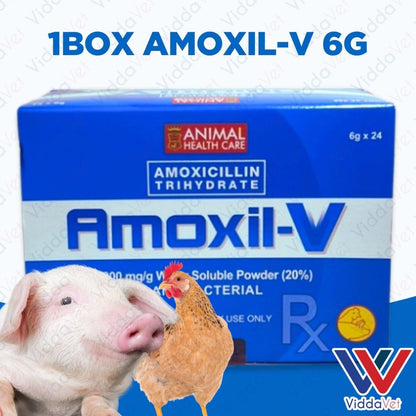 Amoxil V 6g 24pcs (1 Box)