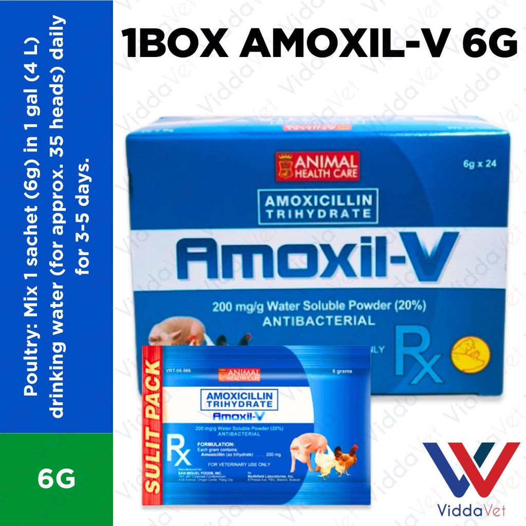 Amoxil V 6g 24pcs (1 Box)